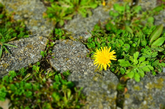 dandelion-705660_640