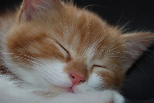 kitten-743520_1280